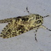 Lichnoptera pollux - Photo (c) Karen Yukich, some rights reserved (CC BY-NC), uploaded by Karen Yukich