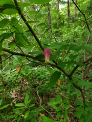Clematis glaucophylla