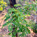 Acacia goetzei