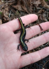 Ambystoma macrodactylum macrodactylum