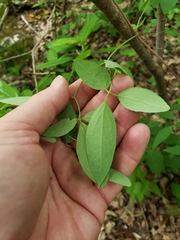 Clematis glaucophylla