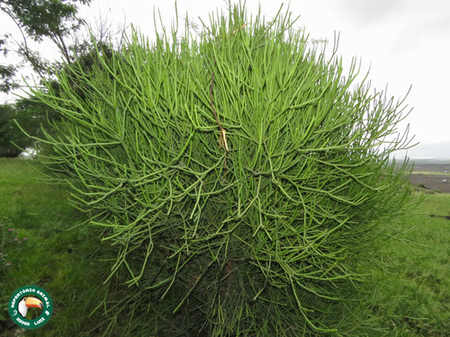 Euphorbia tirucalli