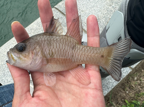 Pristicon rhodopterus observed 2026-06-18