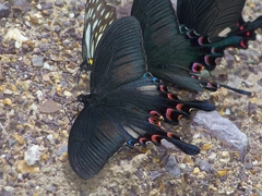 Papilio syfanius