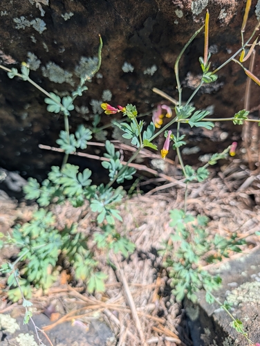 rock harlequin