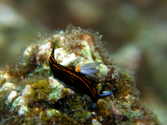 Roboastra gracilis
