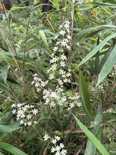 Virginia bunchflower (Melanthium virginicum)