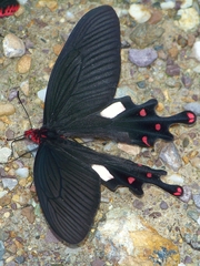 Byasa polyeuctes