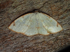 Microxydia orsitaria