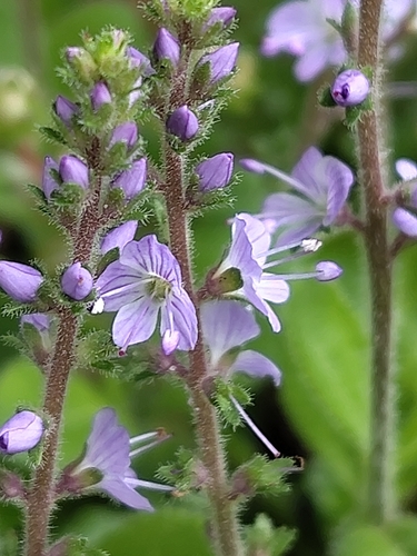 heath speedwell
