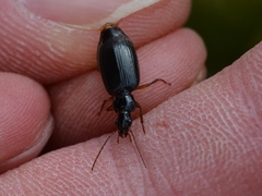 Cymindis platicollis