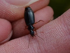 Cymindis platicollis