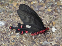 Byasa polyeuctes