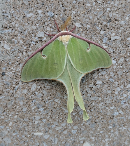 Luna Moth