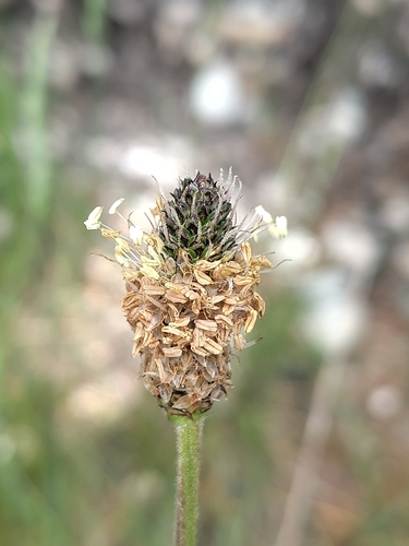 ribwort plantain