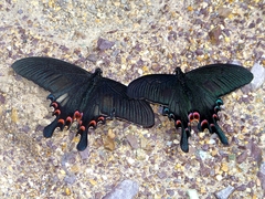 Papilio syfanius