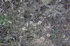 Bouteloua scorpioides