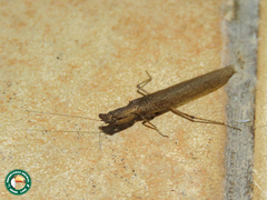 Galepsus