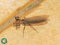 Galepsus