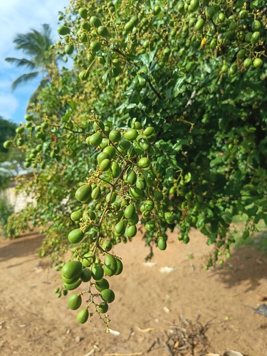 Pepeta
