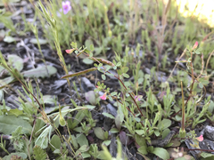 Acmispon parviflorus