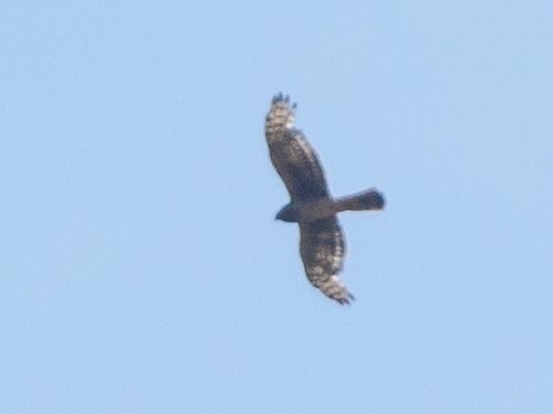 Hen Harrier
