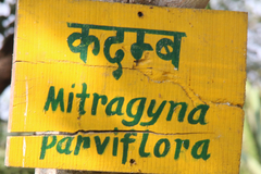 Mitragyna parvifolia