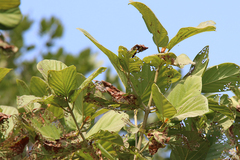 Mitragyna parvifolia