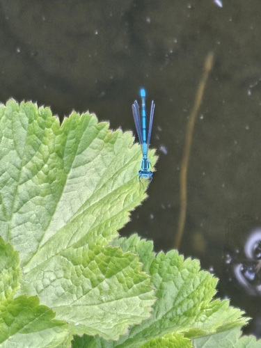 Azure Damselfly