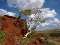 Corymbia flavescens