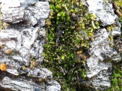 Hymenophyllum minimum