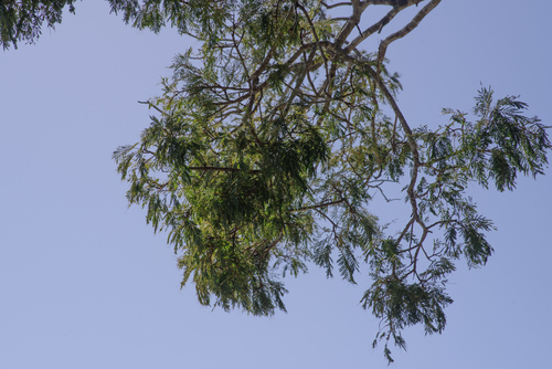Falcataria toona, photograph 1