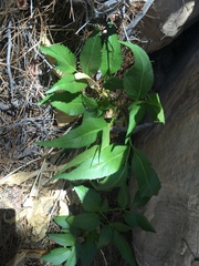 Angelica scabrida