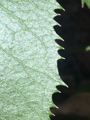 Angelica scabrida