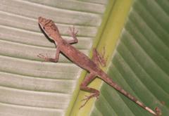 Anolis maculiventris