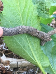 Angelica scabrida