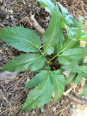 Angelica scabrida