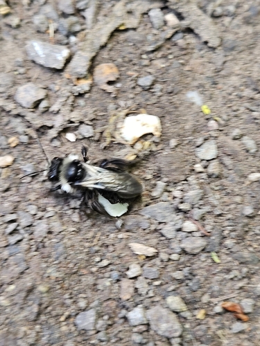 Foto von Graue Sandbiene
