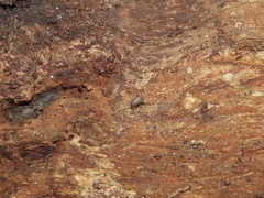 Myrmecophilus pergandei