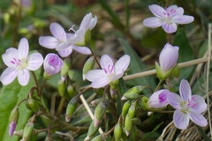Claytonia rosea