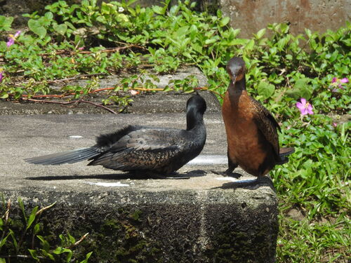 Reed Cormorant