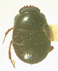 Pseudocanthon perplexus