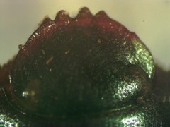Pseudocanthon perplexus