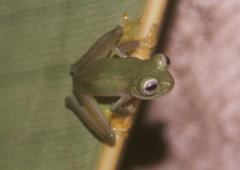 Espadarana callistomma
