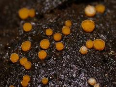 Cheilymenia raripila