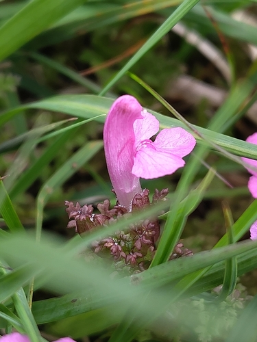 Common Lousewort