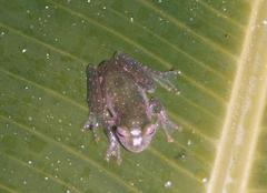 Teratohyla pulverata