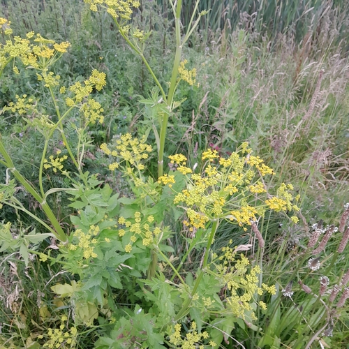 wild parsnip