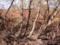 Corymbia hamersleyana