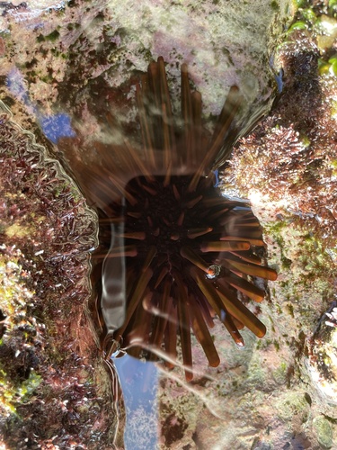 Heterocentrotus trigonarius observed 2026-06-18